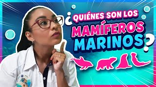 ¿Cuáles son los mamíferos marinos l Delphinus [upl. by Tugman]