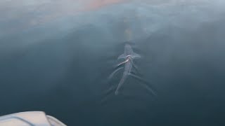 Shark swimming next to our boat in Norway [upl. by Heater]