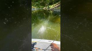 Fish trying new strategies dontblink bassfishing bassfishinglife fishing fish largemouthbass [upl. by Akehs]