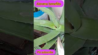 Alovera plant 🪴 gardeningamazing benefits plant ytshorts Shorts [upl. by Tonkin321]