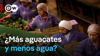 El peligro de la sobreproducción de aguacates [upl. by Eignat]