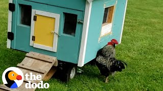 Rooster Sprints To His Wife Every Single Morning  The Dodo [upl. by Aisorbma]