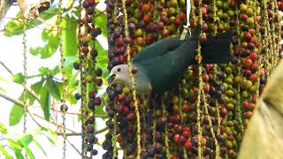 Green Pigeons eating fruit [upl. by Edac]