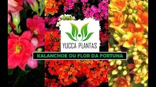 kalanchoe ou flor da fortuna [upl. by Dorri]