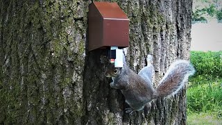 A18 Grey Squirrel Trap in Action  AprMay 2020 [upl. by Rand]