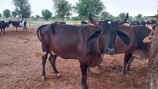 30 litre milk ready गिर क्रॉस Cow फ़ार्म पर gircross dairyfarm gircrosscow KAMALDAIRYFARM [upl. by Yesdnil417]