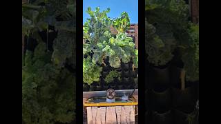 Desert Gardening Hydroponics in Extreme Heat [upl. by Neitsabes878]