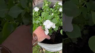 How to Grow Impatiens  the best all summer blooming annual for shade impatiens impatiensplant [upl. by Oretos]