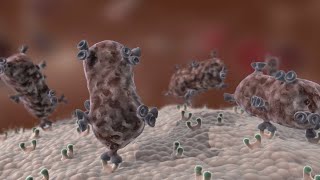 Antibody Immune Response shorts [upl. by Airom421]