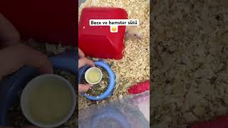 Boza ve anne hamster sütü 🐹 hamstershortvideo [upl. by Gnivri268]