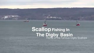 Scallop Fishing Nova Scotia [upl. by Kcire]