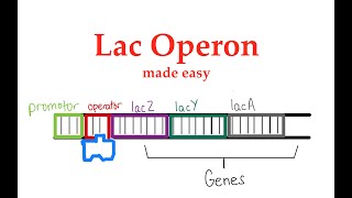 Lac Operon 55 [upl. by Chaiken]