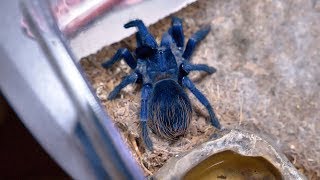 Brazilian Blue Tarantula Female  Pterinopelma Sazimai  Eating [upl. by Desdamona]