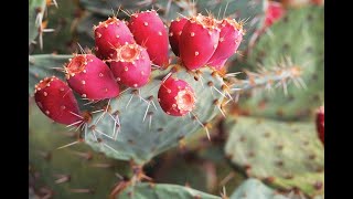 Do Chickens Like to Eat Cactus [upl. by Ruyam]