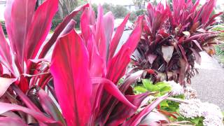 Cordyline fruticosa rubra  Palm Lily HD 02 [upl. by Hgielac]