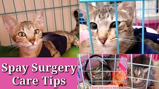 Tips How to care before and after surgery  Practical Tipsspayneuter [upl. by Nueovas]