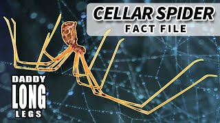 Cellar Spider Facts aka Daddy Long Legs Facts 🕷️ Animal Fact Files [upl. by Anaujait621]