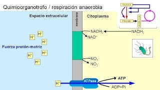 Metabolismo microbiano 04 Quimioorganotrofos anaerobios [upl. by Eelek340]