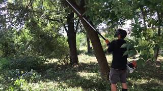 STIHL HT 103  professional pole pruner with telescopic shaft [upl. by Veats]