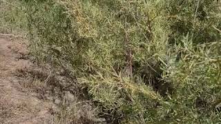 Sand bar willow Salix exigua in Ridgway area Colorado USA [upl. by Labanna]