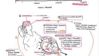 Cramps During Early Pregnancy [upl. by Bronny]