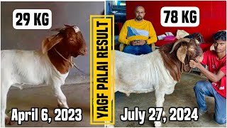 Dilbar Boer Goat Palai Result at Yateen’s Agro amp Goat Farm  1 of the best goat farms in Mumbai [upl. by Nic]