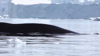 Silversea Expeditions  Antarctica [upl. by Wind]