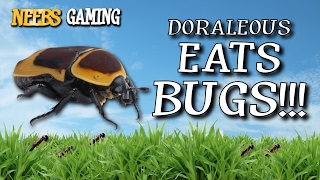 Doraleous Eats Bugs  Bug Festival [upl. by Denver]