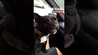 Funny French Bulldog barking compilation [upl. by Lydia]