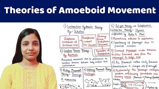 Amoeboid Movement  Theories of Amoeboid Movement  AllAboutBiology [upl. by Marko]