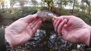 UK canal BFS fishing  Autumn Pike amp Perch [upl. by Jorie]