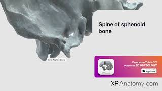 Spine of sphenoid bone [upl. by Fasa266]