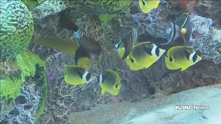 Fish arrive at new Scheels aquarium in Wichita as grand opening nears [upl. by Lundgren295]