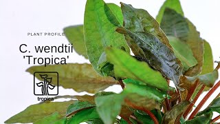 Cryptocoryne wendtii Tropica [upl. by Helms]