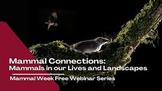 Mammal Connections Mammals in our Lives and Landscapes  Mammal Week Free Webinar [upl. by Clementis]