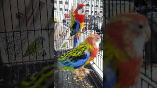 جمالية طائر الروزيلا perruche omnicolore rosella birds سوقالقريعة parrot [upl. by Sanderson139]