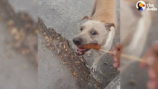 Dog Mom Begs For Food Then Brings It To Her Puppies  The Dodo [upl. by Gavin594]