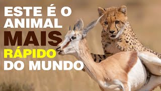 ESTE É O ANIMAL MAIS RÁPIDO DO MUNDO [upl. by Ennoid]