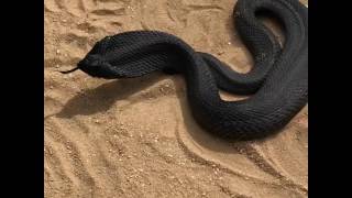 Eastern Hognosed Snake Heterodon platirhinos [upl. by Juliane]