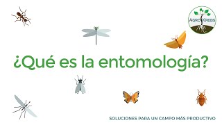 ¿Sabes qué es la Entomología [upl. by Bathesda847]