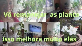 COMO FASER O ŔEMANEJO DAS PLANTAs DENTO DE CASA 🏠 [upl. by Olaf]