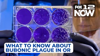 What to know about bubonic plague in Oregon [upl. by Leima]