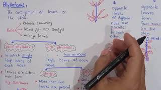 phyllotaxis  Phyllotaxis in plants  Class Bsc Botany [upl. by Anelrihs]