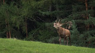 Jelení říje 2022  RED DEER RUT [upl. by Issie]