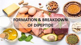 Formation and Breakdown of Dipeptide Drawing Tutorial [upl. by Lau261]