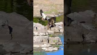 Brutal Baboon Attack Wild Ducks Defenseless Against Ruthless Predators [upl. by Manuela]