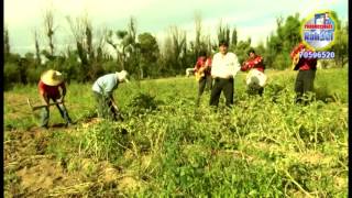 Campesino Madrugador copla y cueca  Antenor Silos [upl. by Mailiw856]