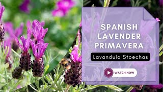 Spanish lavender Primavera  Lavandula Stoechas  TinyLeaf [upl. by Ekihc943]