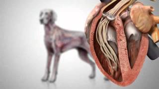 Canine Heartworm Disease [upl. by Mosnar152]