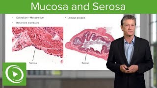 Mucosa and Serosa – Histology  Lecturio [upl. by Tattan]